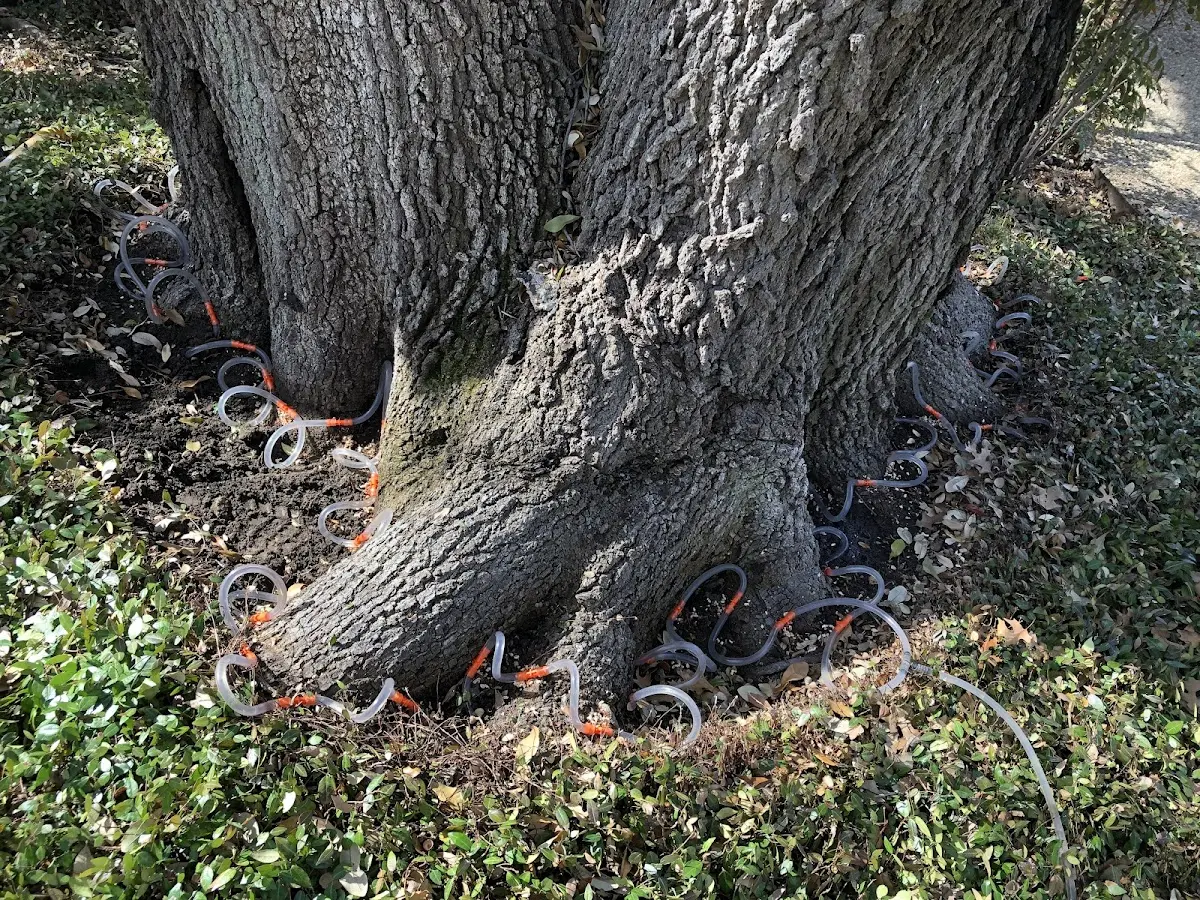 Detailed Tree Cabling and Bracing job site in Rahway