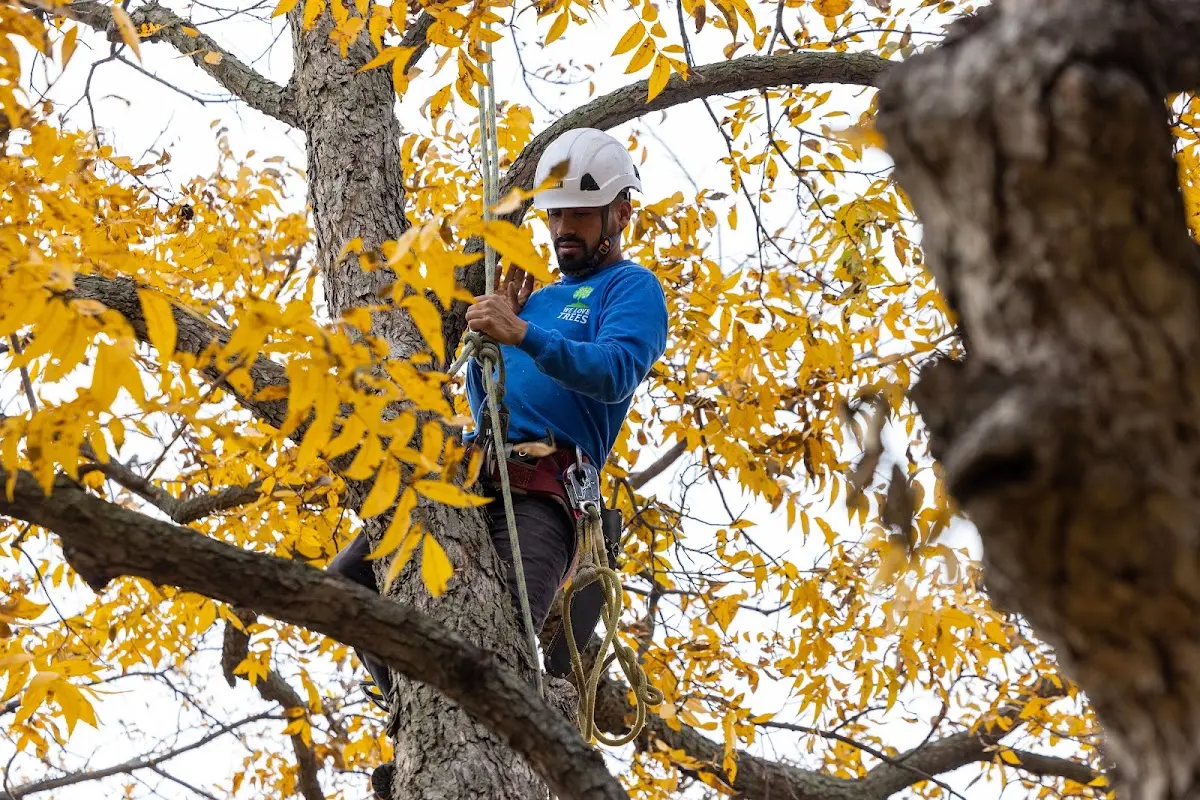 Skilled Tree Trimming crew working in Rahway