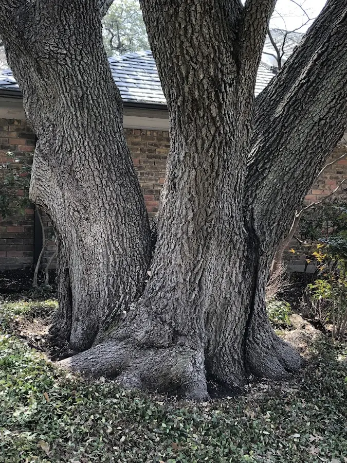 Mature heritage tree close to a Rahway property cared for by certified arborists